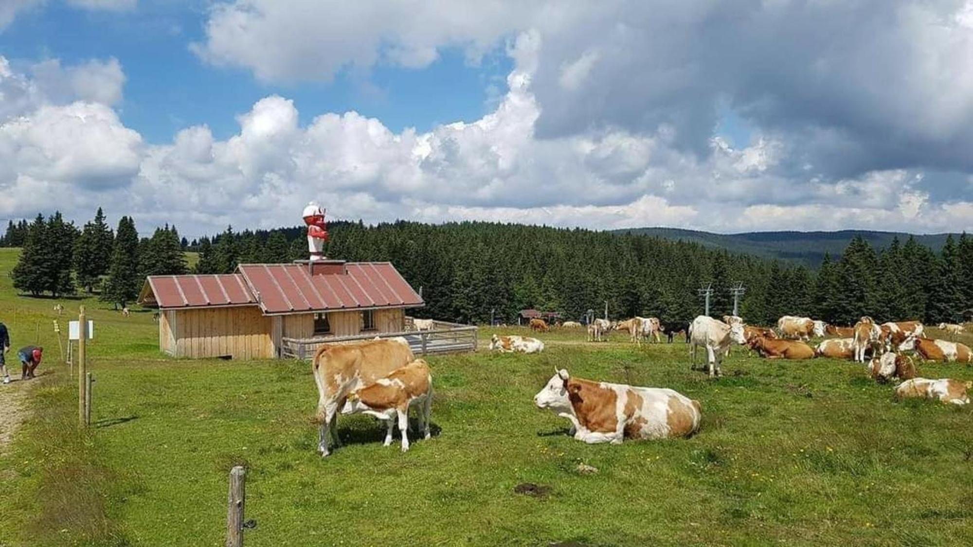 Rogla - Chalet Mojca Pokrajculja Зрече Екстер'єр фото